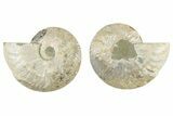 Cut & Polished, Agatized Ammonite Fossil - Madagascar #234406-1